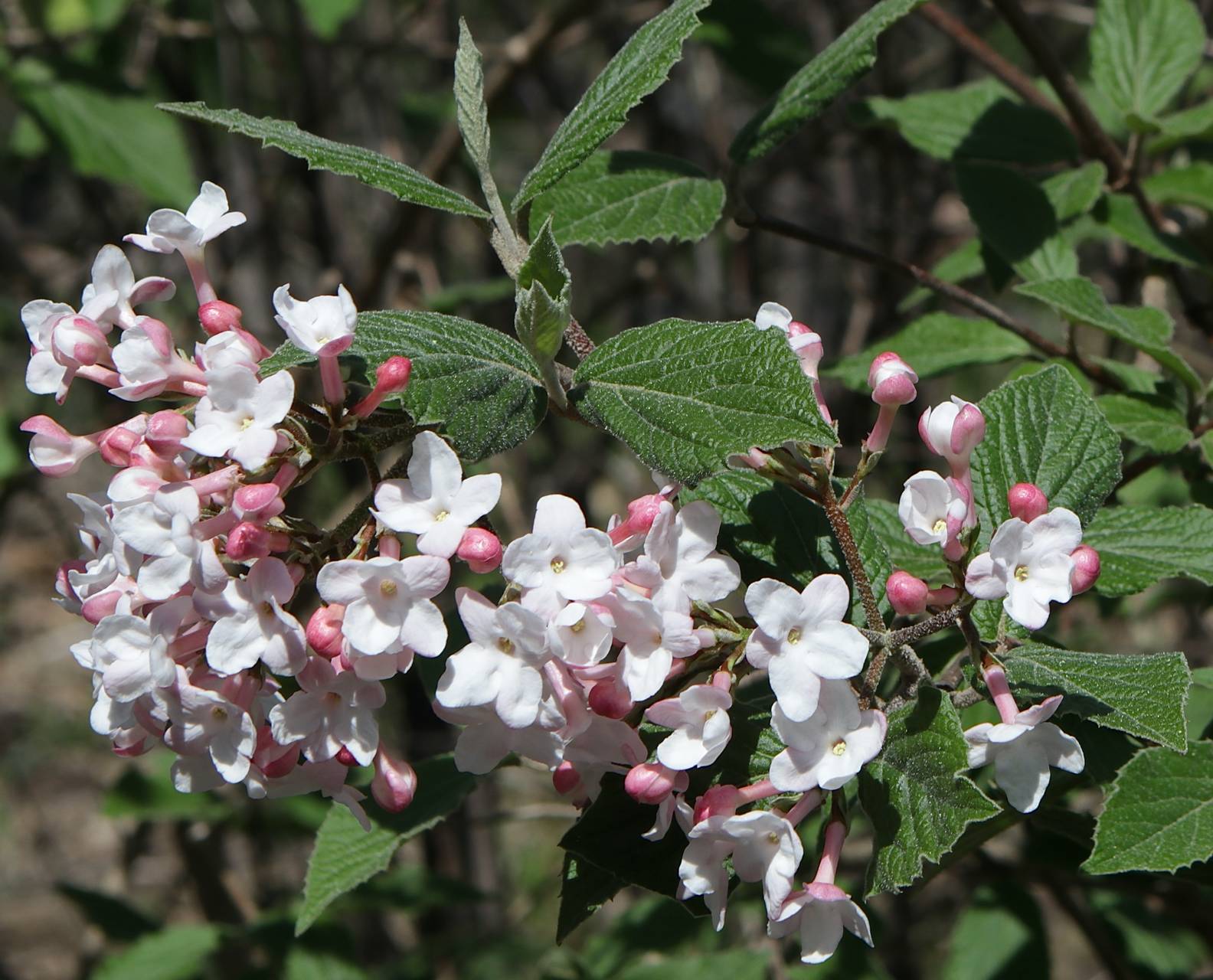 Photo of Judd Viburnum